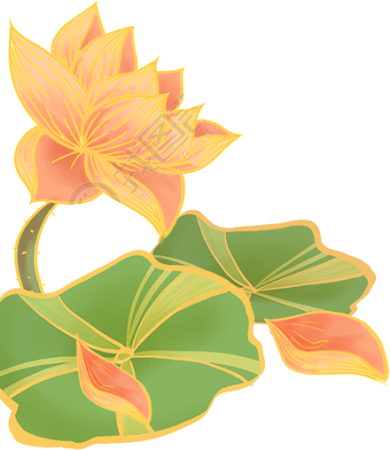 金边荷花