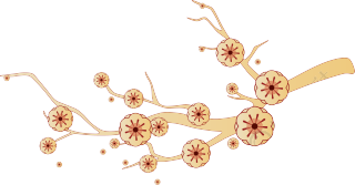 梅花枝
