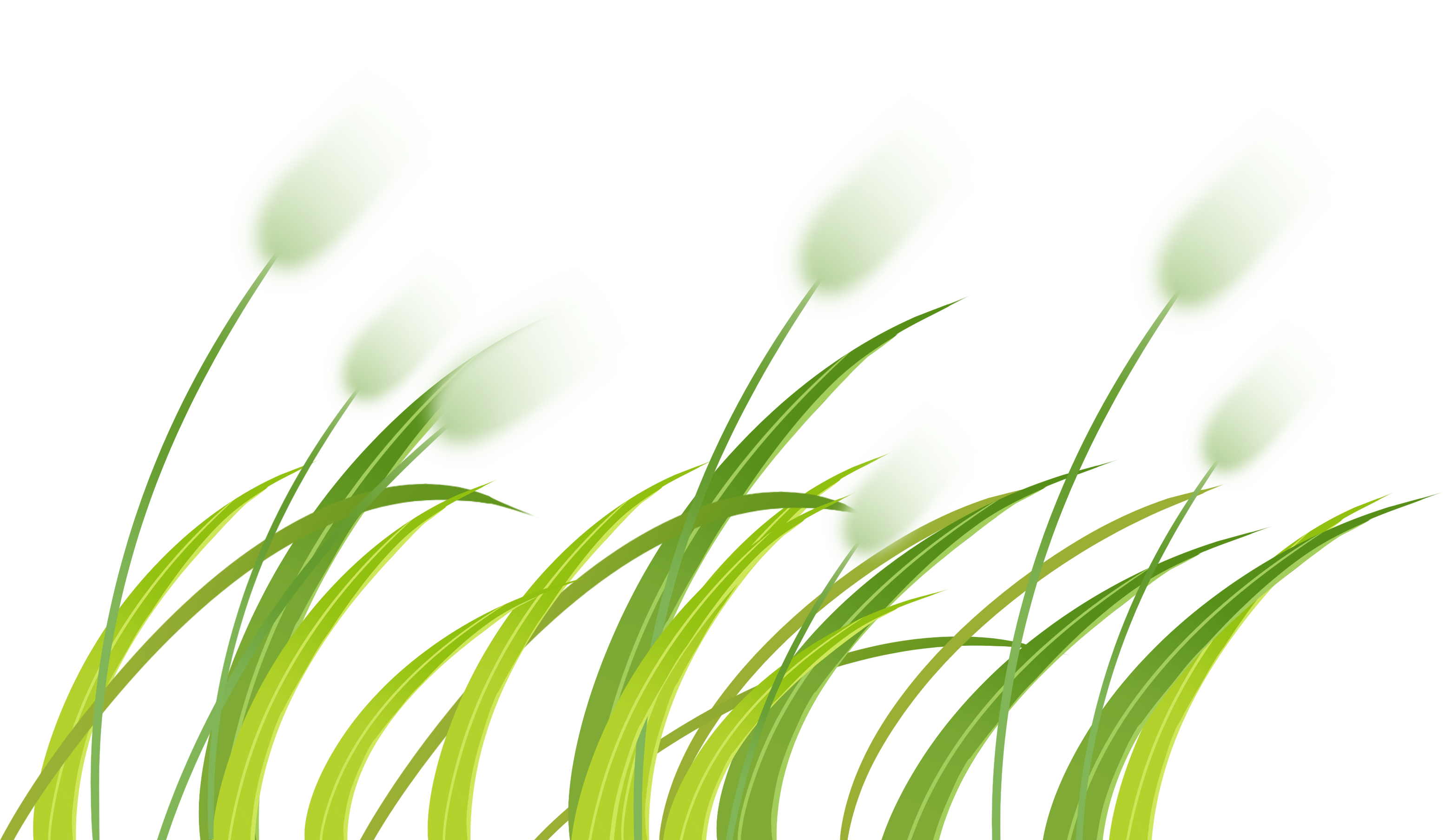 芦苇