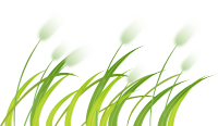 芦苇