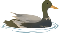 鸭子