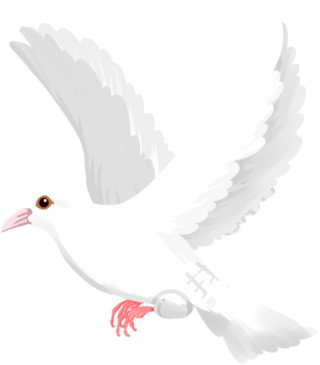 和平鸽