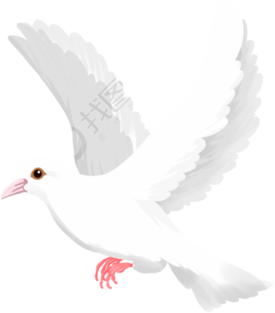 和平鸽