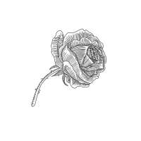 鲜花素描