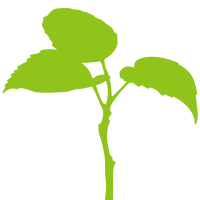 萌芽的小树