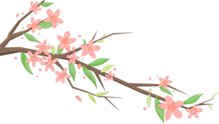 分红花枝