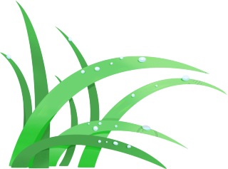 草叶露珠图片