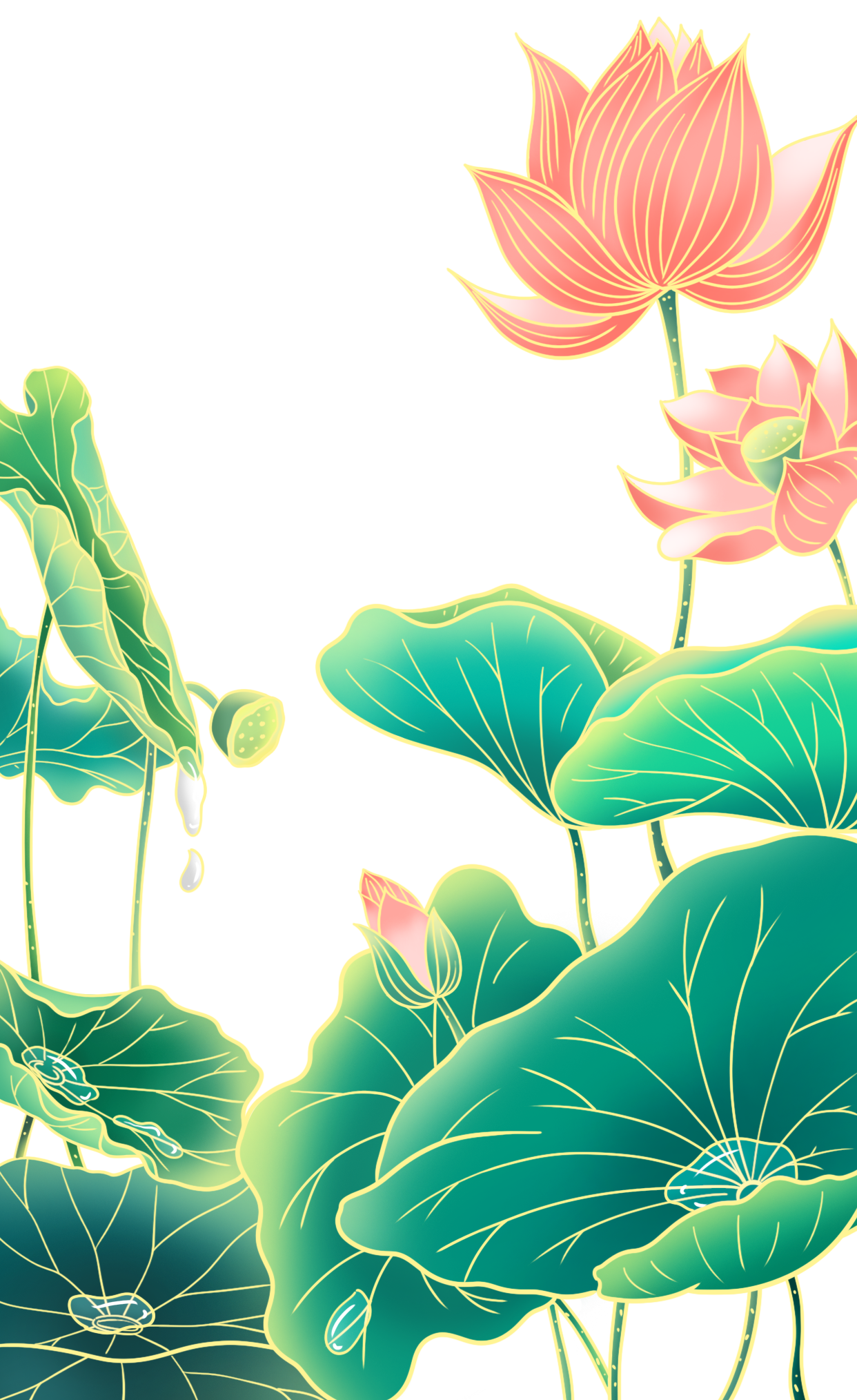 荷花图片