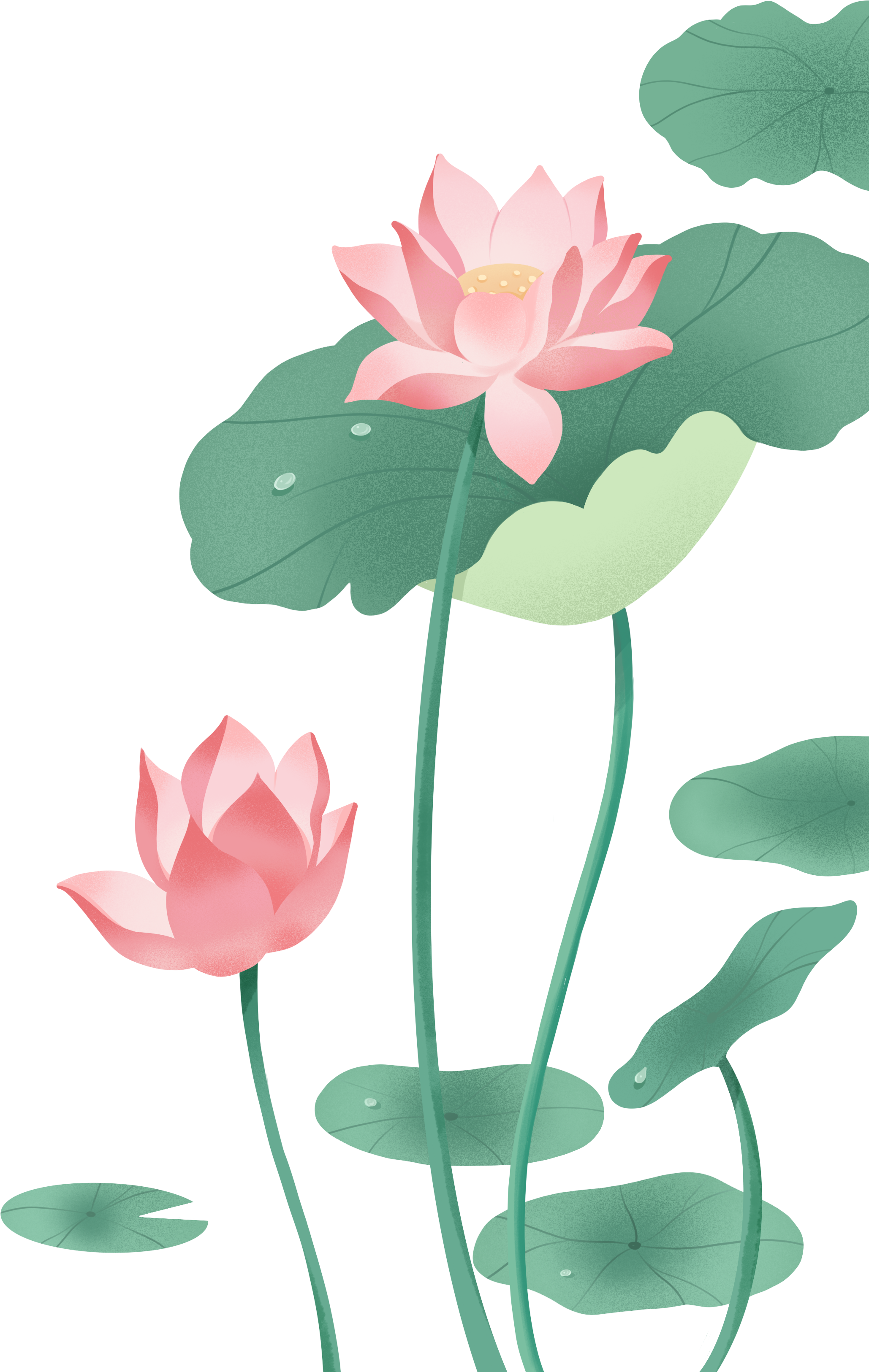 荷花荷叶图片