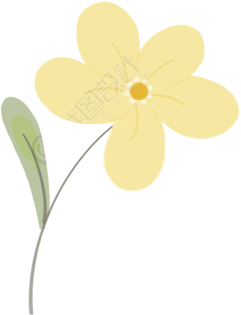 小黄花图片