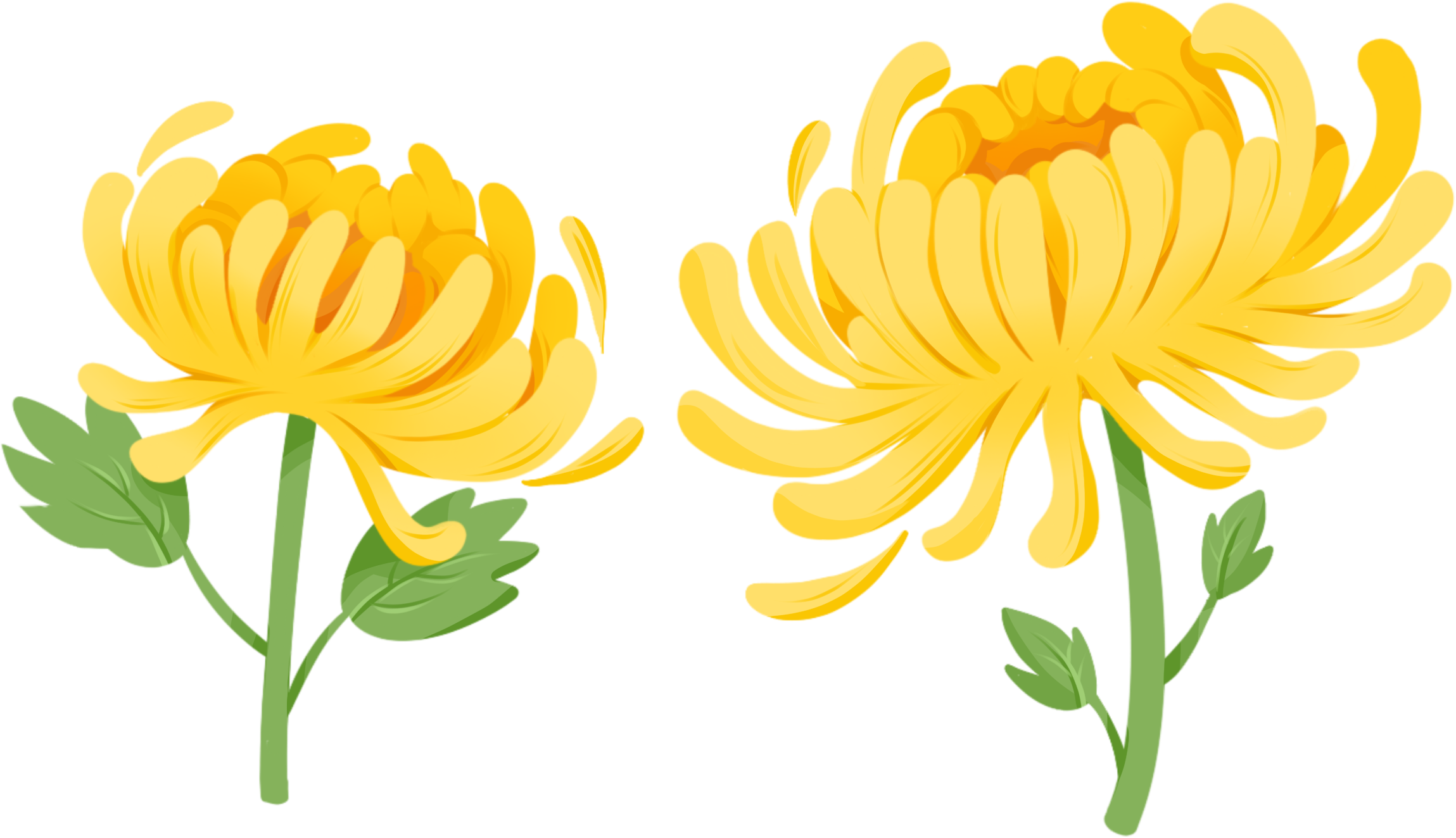 菊花图片插画素材怎样画？