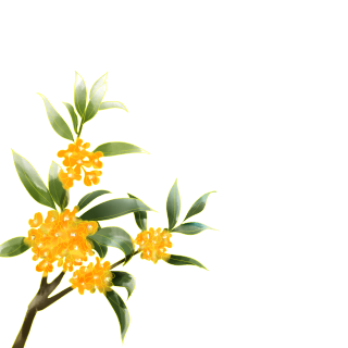 桂花图片