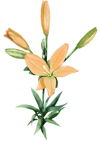 百合花,植物,开花,黄色