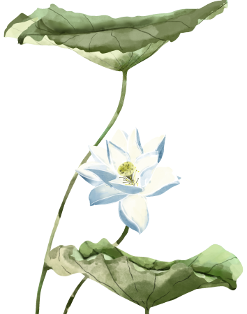 荷花图片