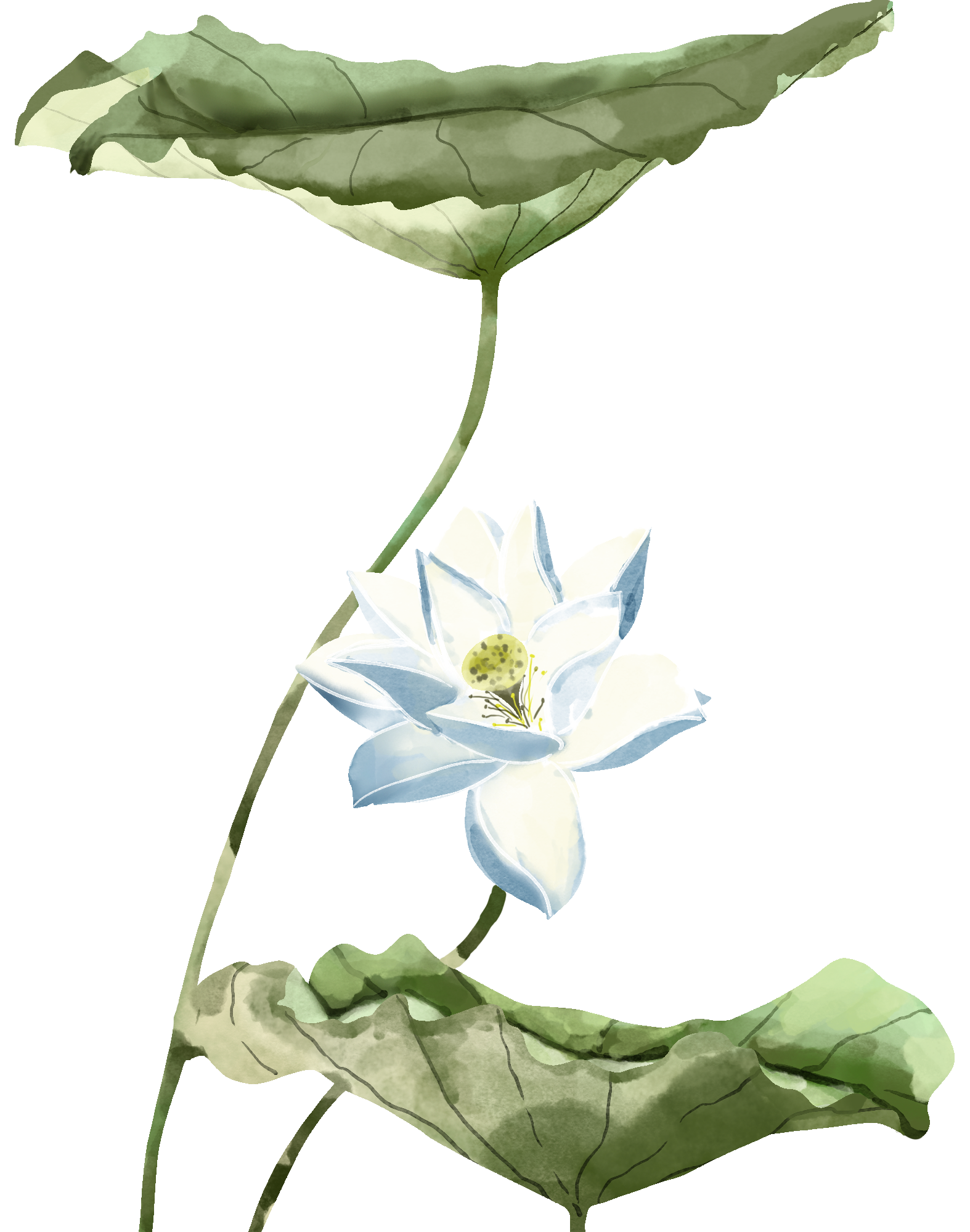荷花图片绘画彩铅如何制作?