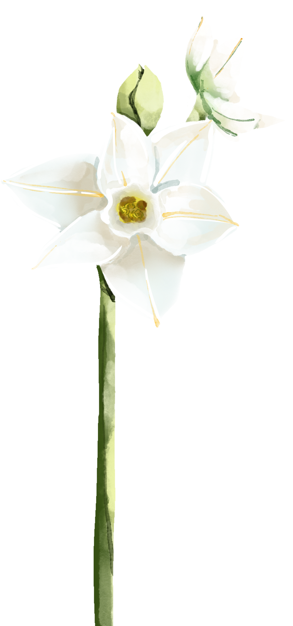 水仙花图片素材高清如何绘制?