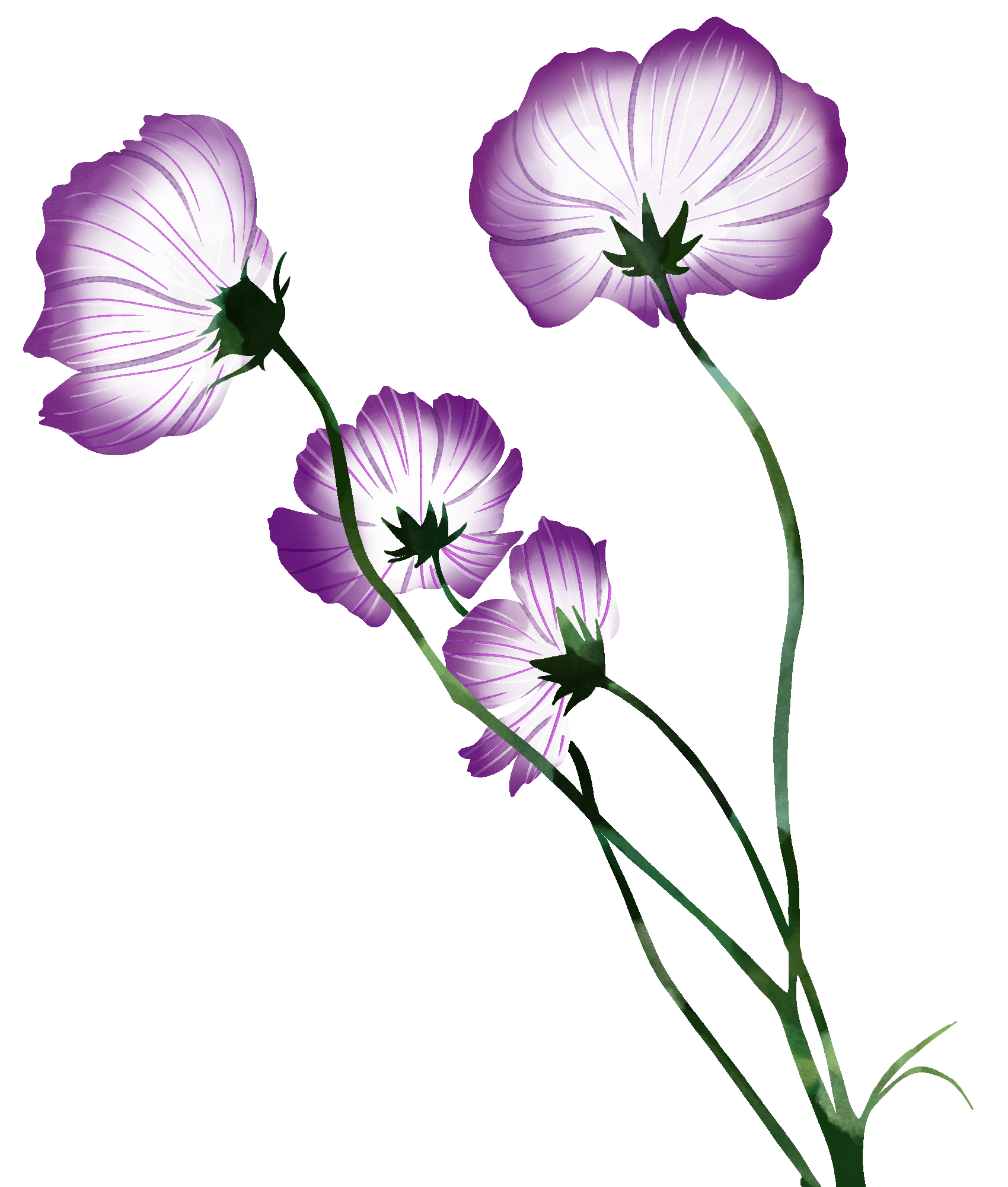 花朵图片绘画 彩铅如何绘制?