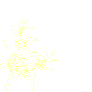 黄色桂花线稿