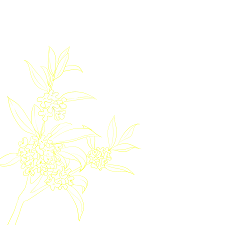 黄色桂花线稿