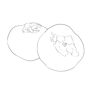 秋季柿子线稿