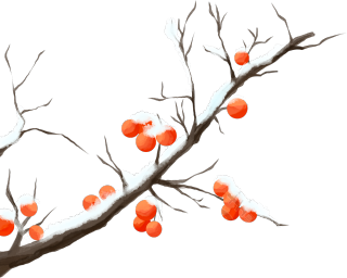 树枝积雪柿子图片