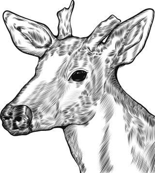 保护野生动物线描鹿头线稿