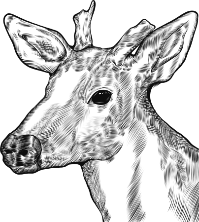 保护野生动物线描鹿头线稿