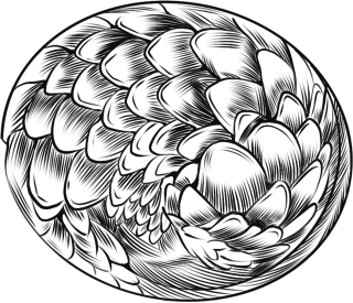 线描黑白穿山甲野生动物图片