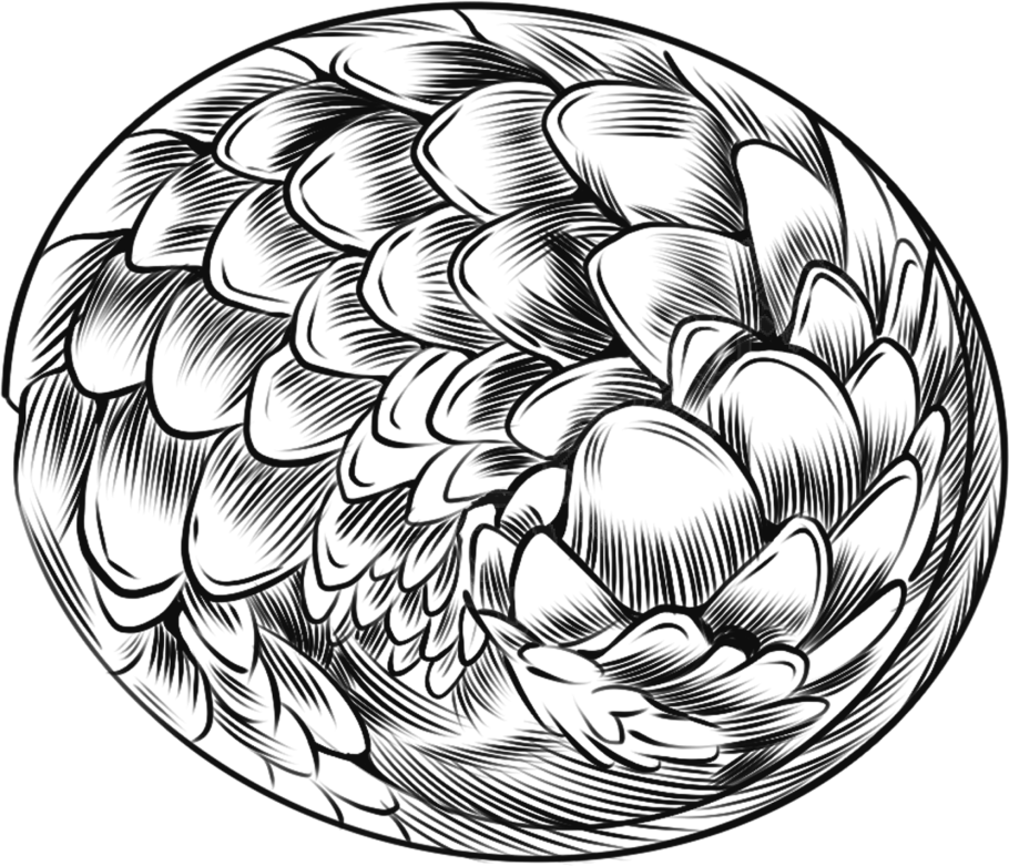线描黑白穿山甲野生动物图片