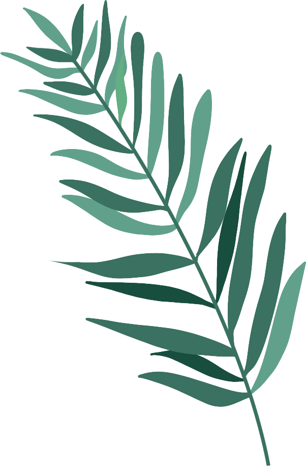 热带植物细长叶子图片