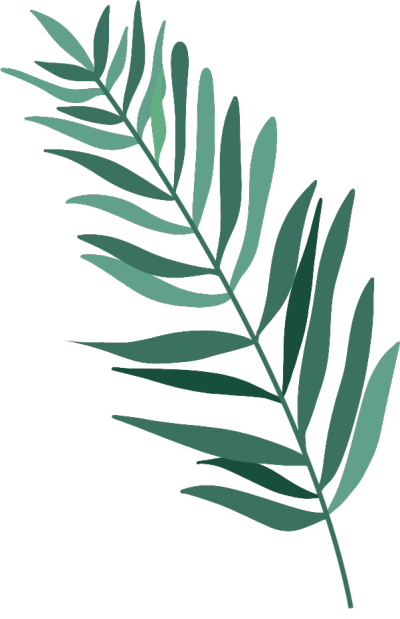 热带植物细长叶子图片