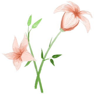 手绘美丽百合花鲜花素材图