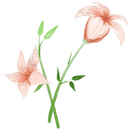 手绘美丽百合花鲜花素材图