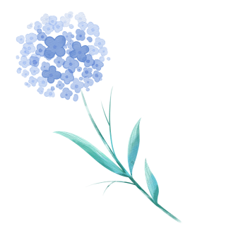 水彩画蓝色绣球花唯美图片