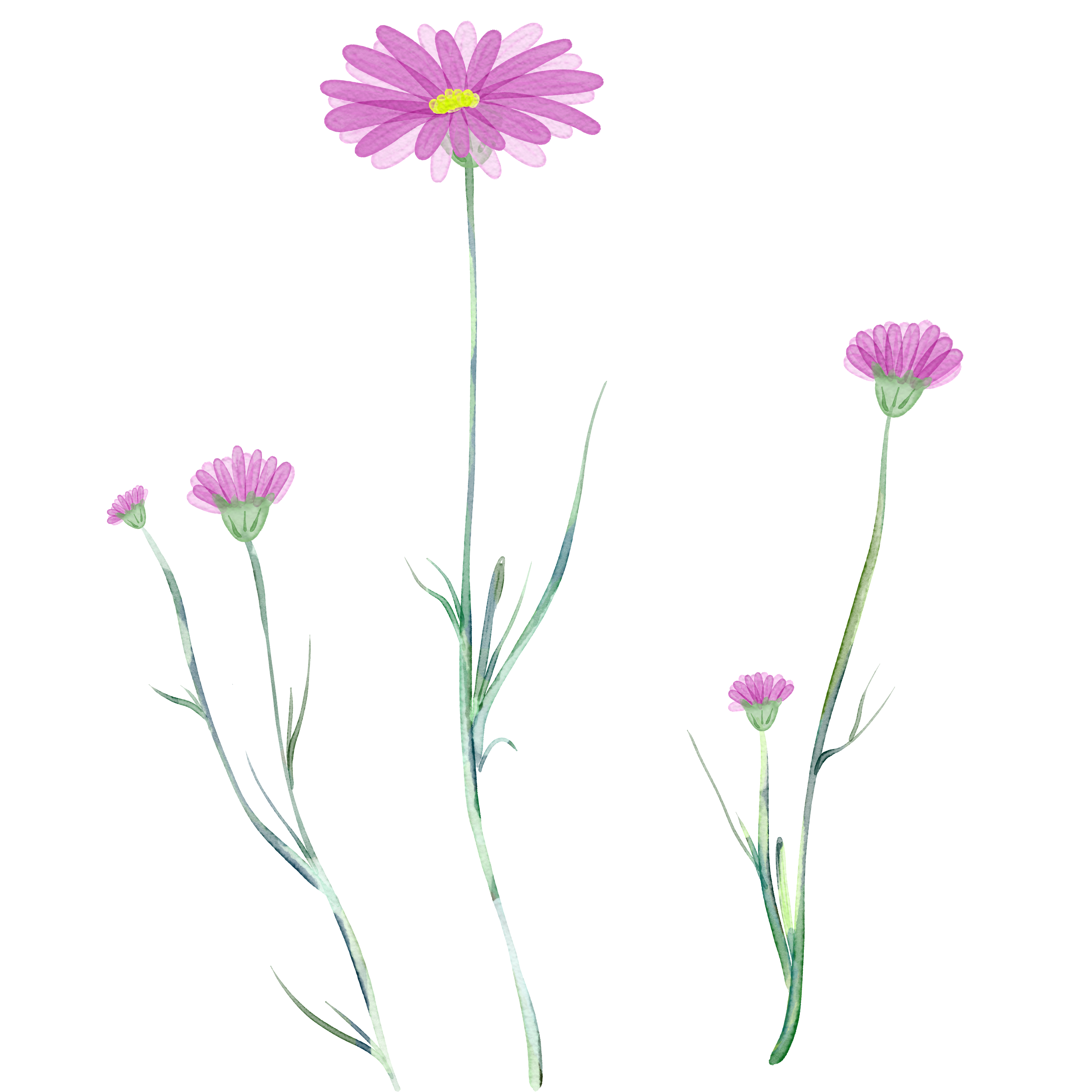 紫色的小花怎么画如何绘制