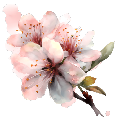 水彩粉色樱花PNG插画