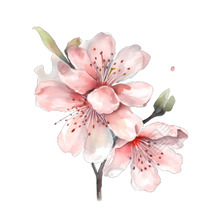 水彩樱花PNG素材-透明背景高清插画设计