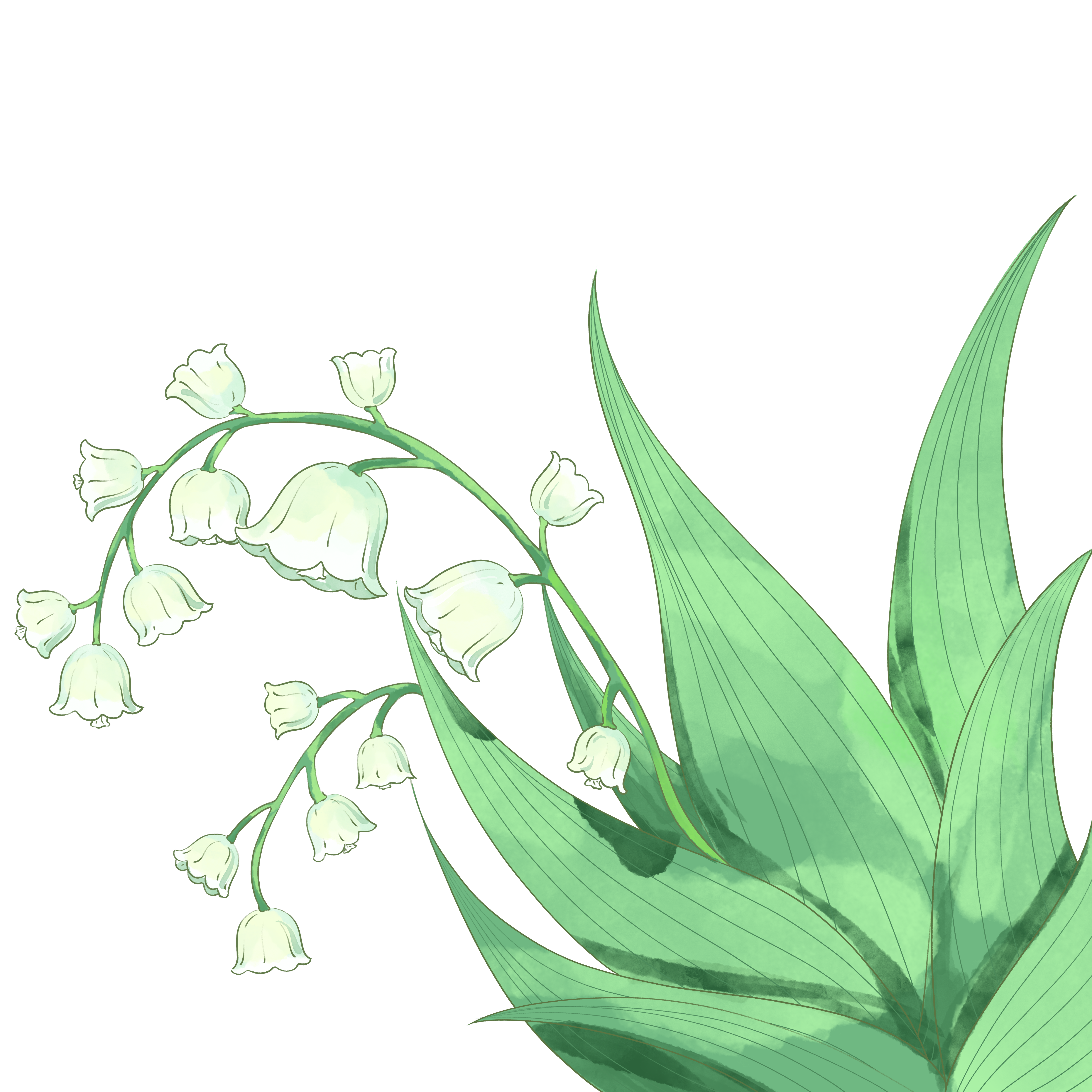 铃兰花素材免抠如何绘制