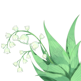 盛开的铃兰花白底简约图片