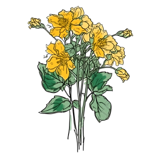 手绘花色鲜花花束高清透明背景插画设计