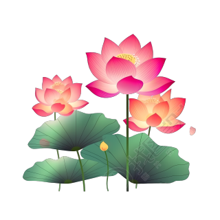 手绘绿色荷叶粉色渐变荷花插画