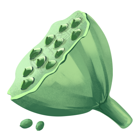 手绘绿色渐变莲蓬莲子插画PNG