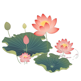夏日盛开的荷花插画png素材