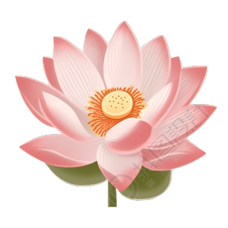 夏天绽放的浅粉莲花高清图