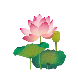 盛开的莲花荫莲藕插画设计元素