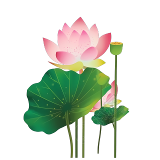 池塘里面盛开的莲花和荷叶插图素材