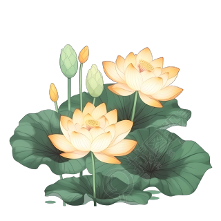浅黄色荷花插画透明背景设计元素