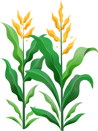 手绘新鲜的玉米植株插画