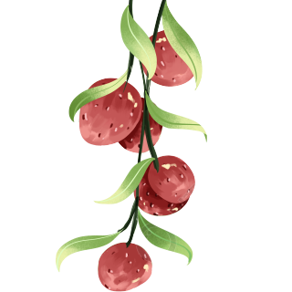 手绘一大串新鲜的荔枝插画