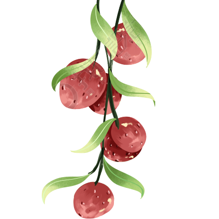 手绘一大串新鲜的荔枝插画